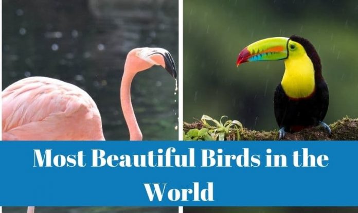 Most Beautiful Birds in the World