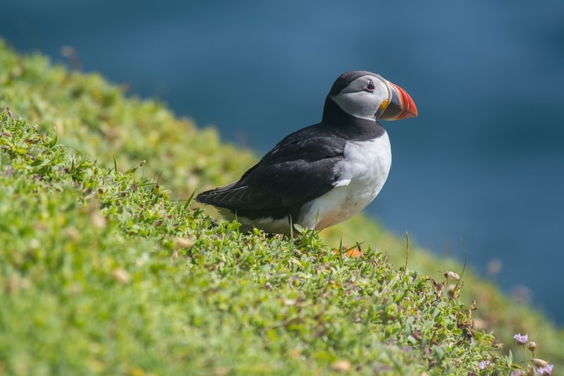 atlantic puffin - Most Beautiful Birds in the World