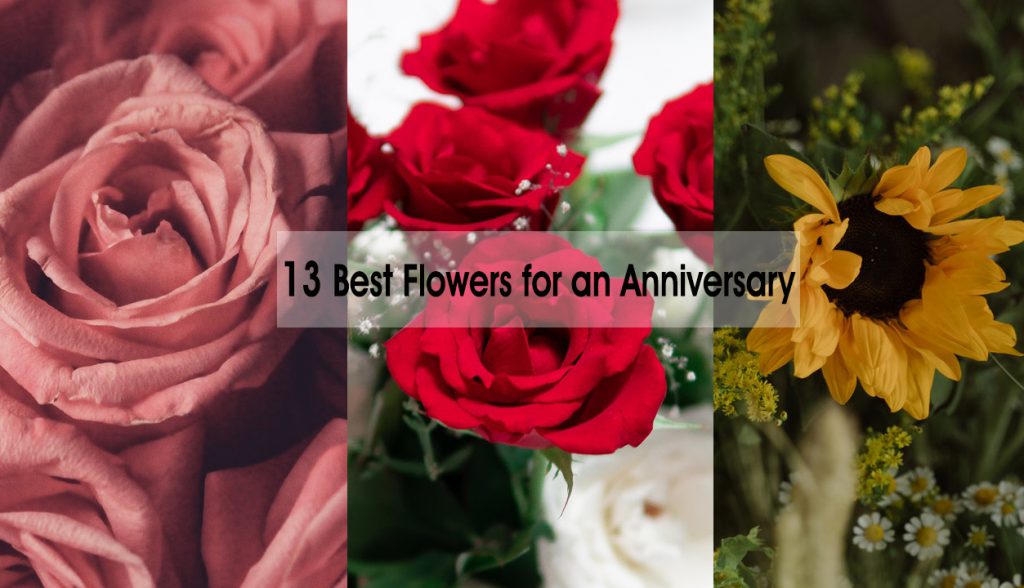 13 Best Flowers for an Anniversary - Best Anniversary roses