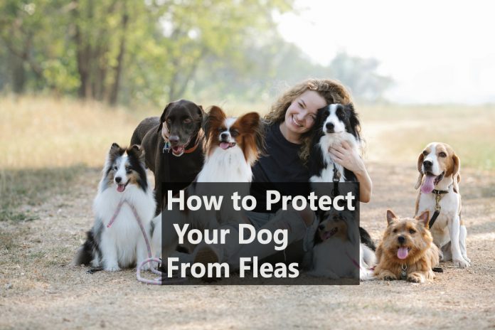 How to Protect Your Dog From Fleas