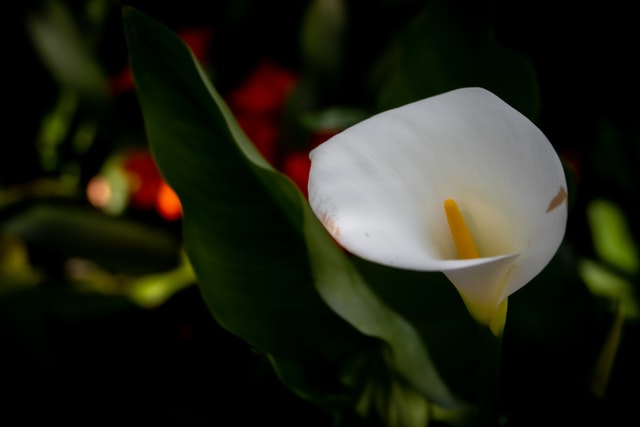 Calla Flowers - Calla flowers for anniversary