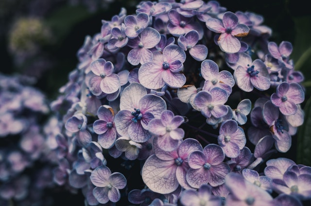 Hydrangea Flowers - 