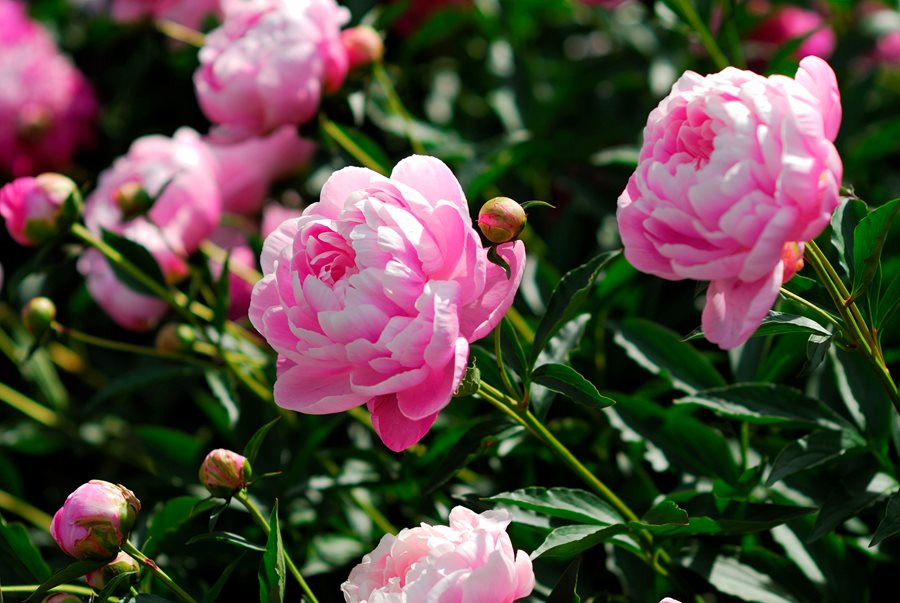 Peonia Flowers - Best Flowers for anniversary