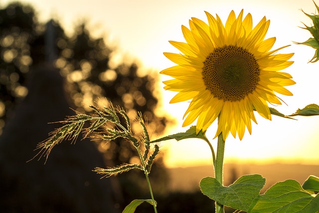 Sunflower - Flowers for anniversary