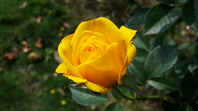 Yellow Rose - Best Yellow rose