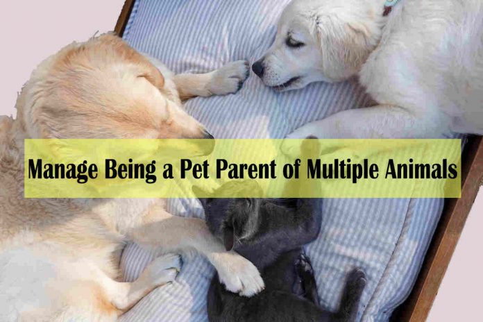 How To Manage Being a Pet Parent of Multiple Animals - pet parent vs pet owner