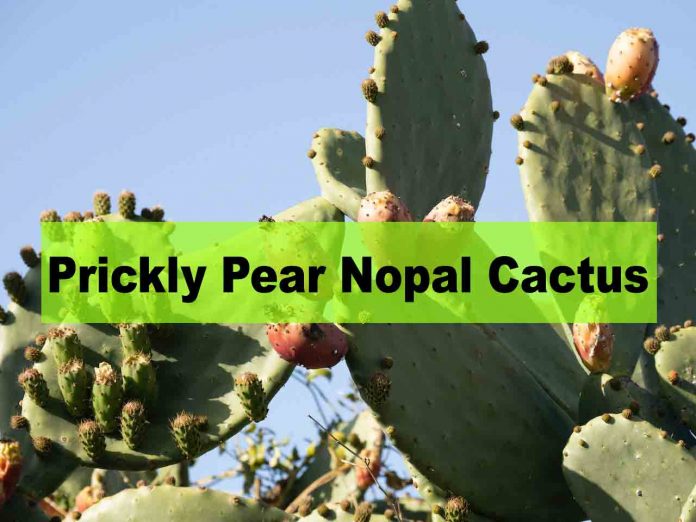 Prickly Pear Nopal Cactus The Incredible Benefits Of This Fruit