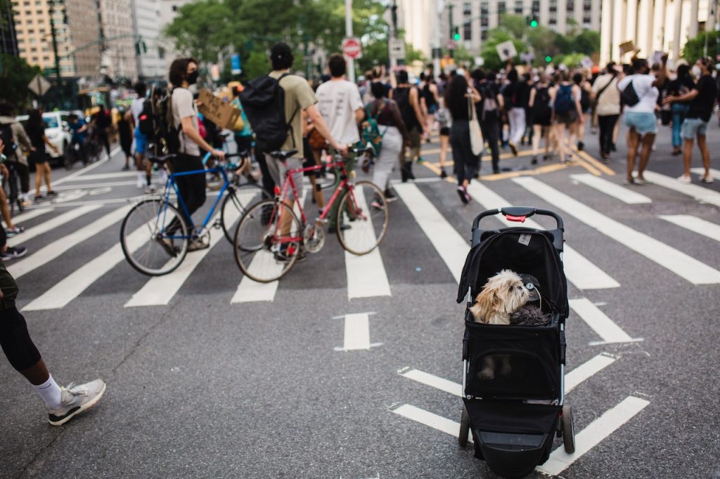 Benefits of Using a Dog Stroller to Bring Your Pet Everywhere - dog strollers ridiculous