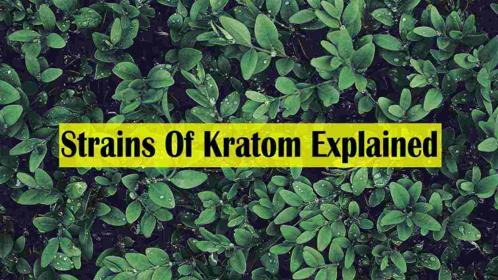 Here Are 5 Different Strains Of Kratom Explained For The Ones New To The Industry