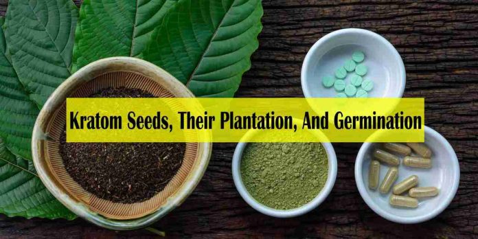 Know About The Kratom Seeds and Their Plantation - kratom seeds reddit