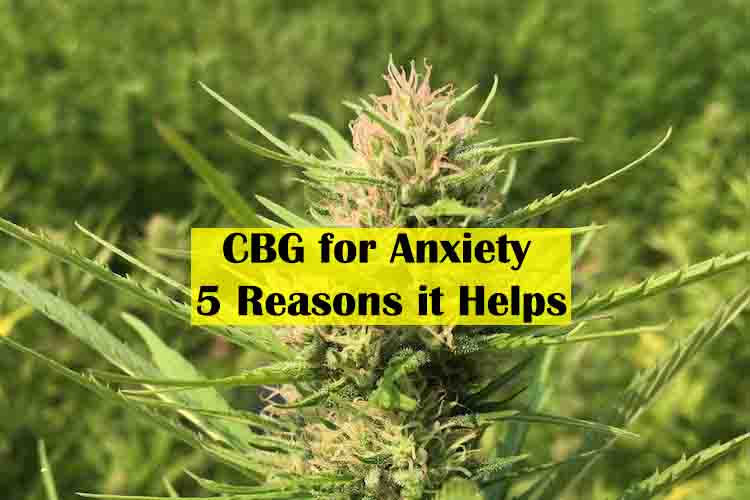 CBG for Anxiety 5 Reasons it Helps