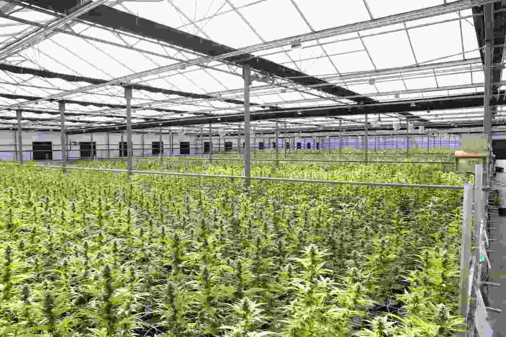 A Growing Passion_ How to Start Your Own Indoor Cannabis Garden - indoor grow methods