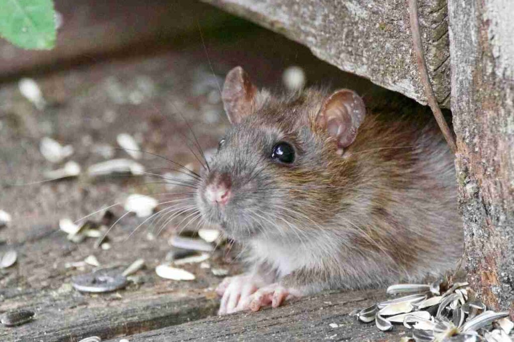 What Is The Right Procedure If You Notice Rodents In Your Warehouse