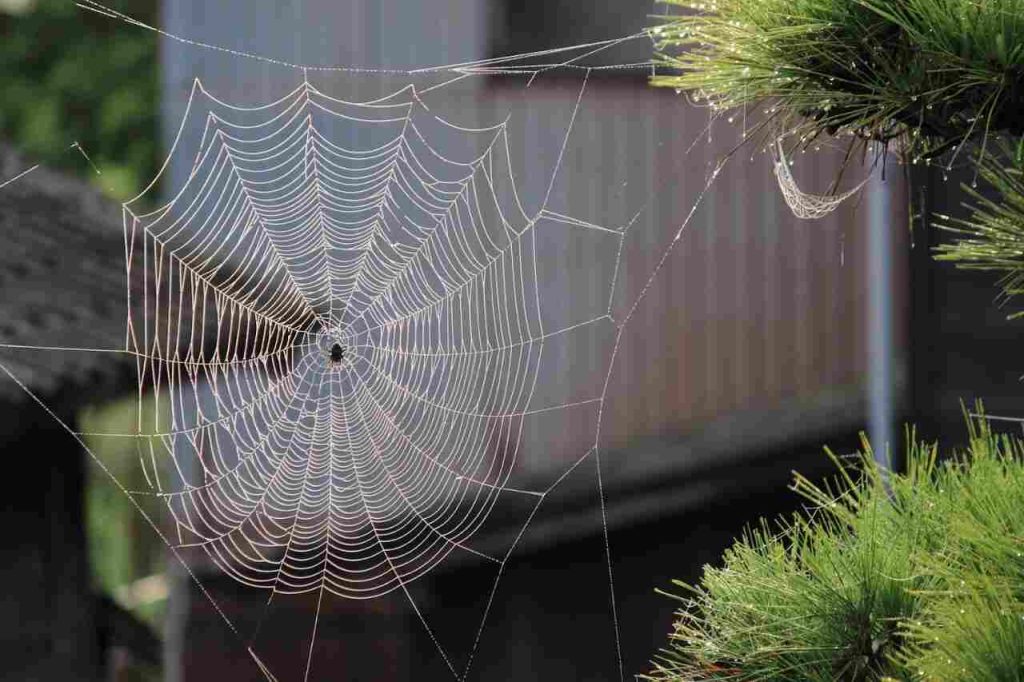 How to Identify a Spider Nest in Your Home - spider nest in house