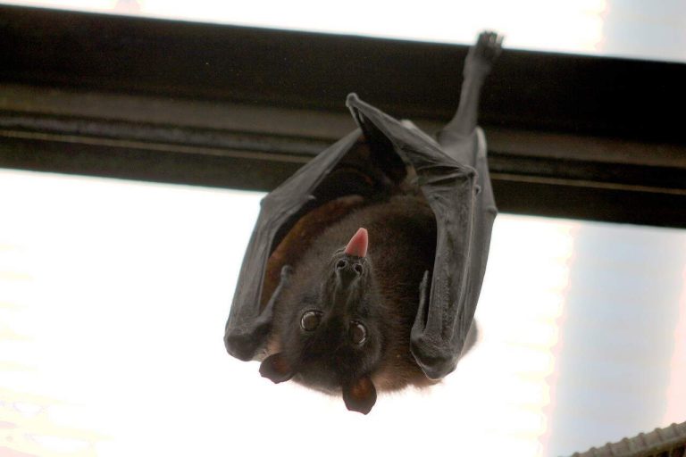 A Guide on How Do Bats Get In Your House - i saw a bat in my house and now i can't find it
