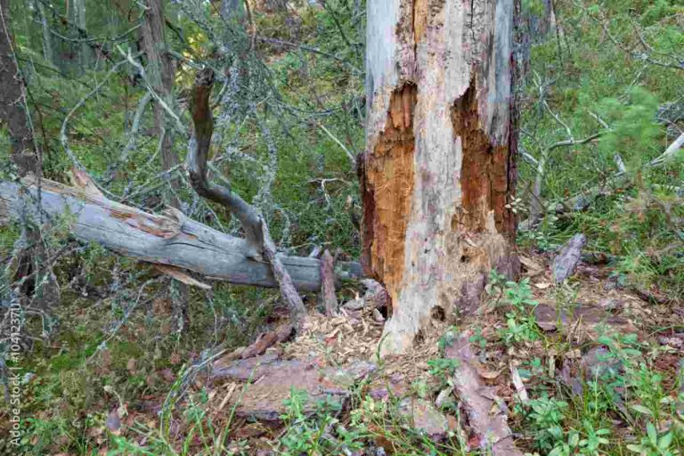 The Benefits of Hiring a Professional Arborist for Sick Tree Treatment - arborist job benefits
