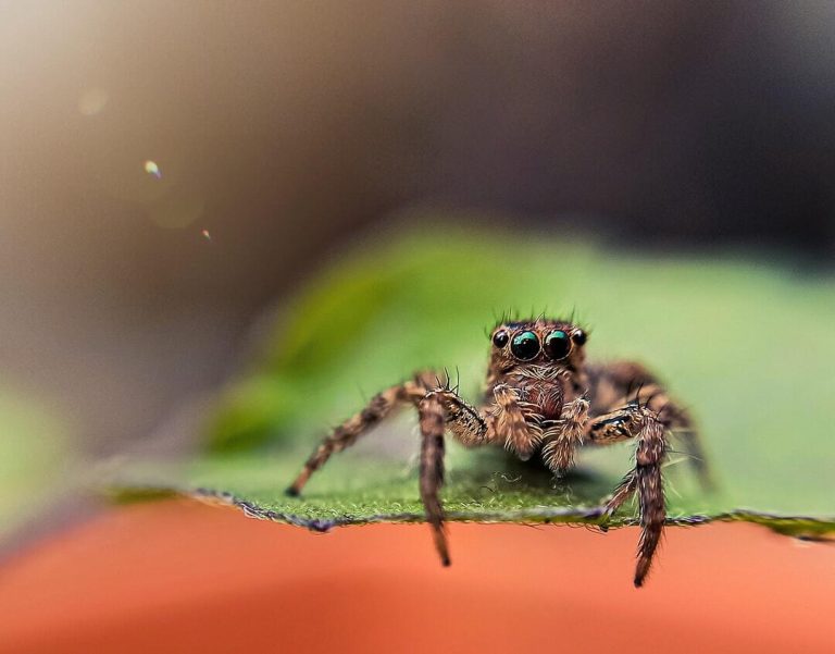 4 Signs You Have a Spider Infestation in Your Home