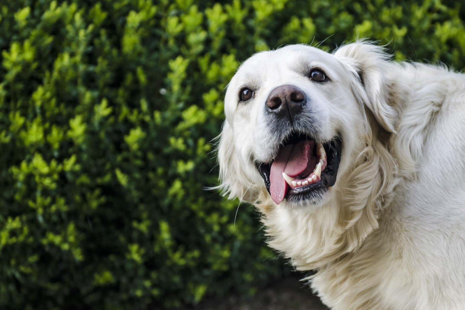 Raw Chicken Feet for Dogs