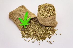 cannabis seeds