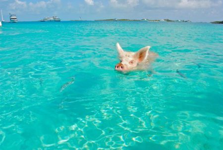 Swim with Pigs Adventure