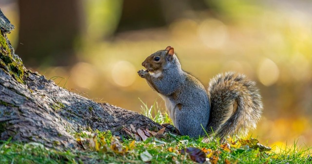 How to Prevent Squirrels on Roof