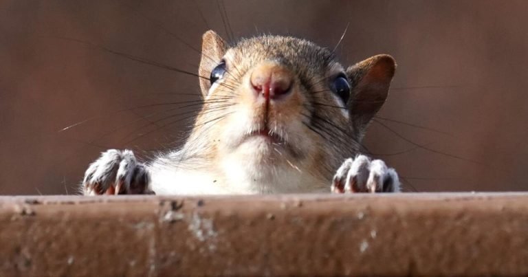 Squirrel, Chimney, Roof: Winter Challenges and Solutions Squirrel, Chimney, Roof Winter Challenges and Solutions