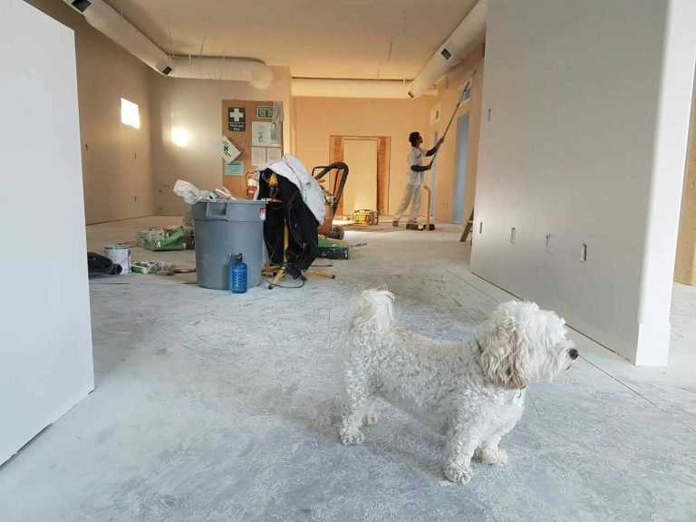 Smart Tweaks for a Better Life at Home: The First-Time Homeowner’s Guide White fluffy dog stands in a room under renovation with a person painting in the background.