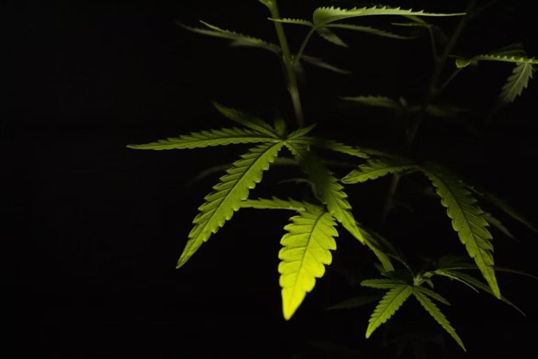 THCA Flower Ounces: Unlocking Their Health Potential THCA cannabis plant leaves in low-light environment.