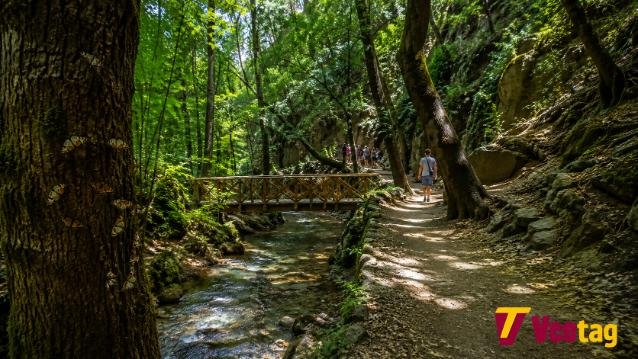 Woodland trail with a stream, wooden bridge, and butterflies in the Valley of the Butterflies Rhodes during summer.
