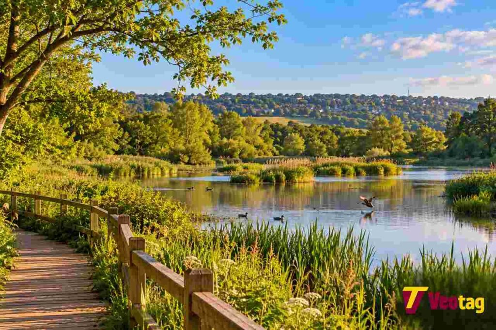 Rodley Nature Reserve wetland landscape with waterbirds, reed beds and a wooden walkway in Leeds.